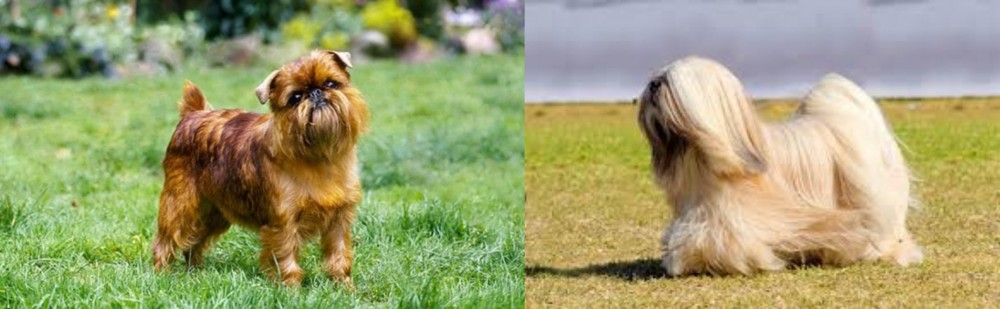 Lhasa Apso vs Brussels Griffon - Breed Comparison