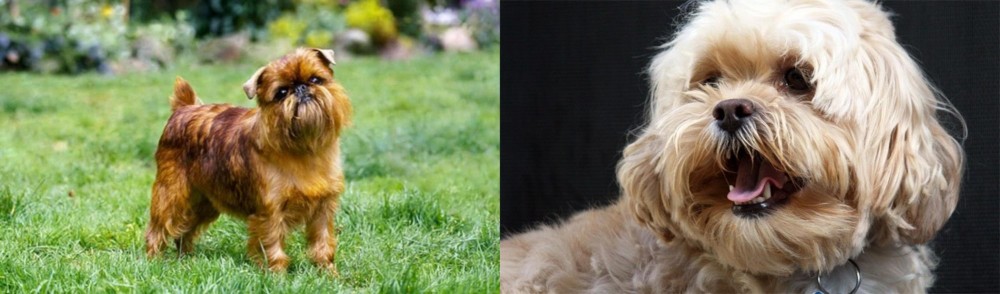 Lhasapoo vs Brussels Griffon - Breed Comparison