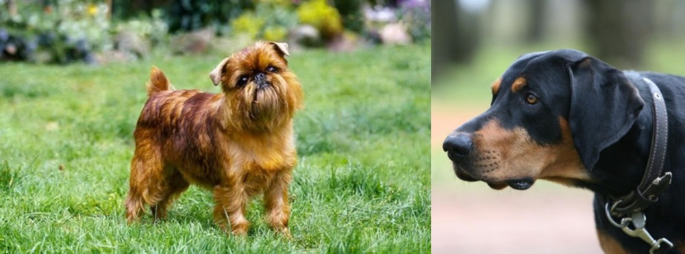 Lithuanian Hound vs Brussels Griffon - Breed Comparison