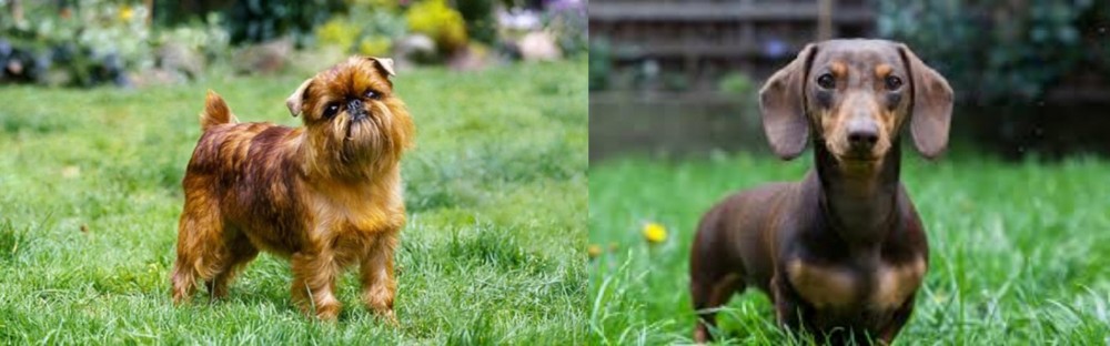 Miniature Dachshund vs Brussels Griffon - Breed Comparison