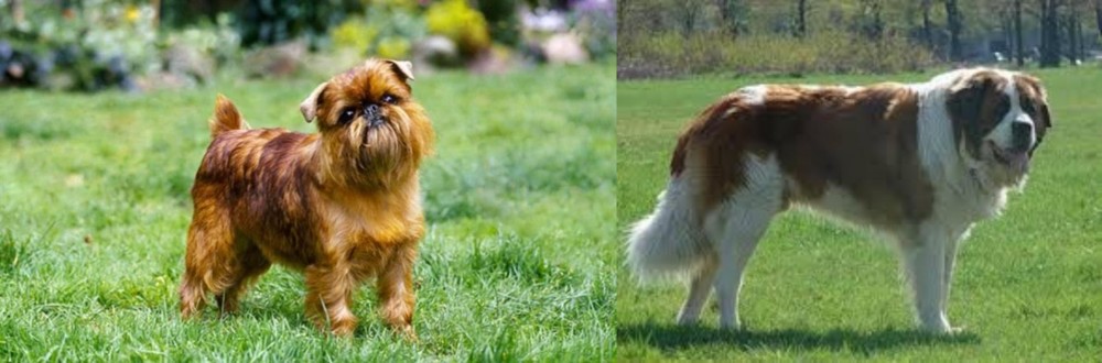 Moscow Watchdog vs Brussels Griffon - Breed Comparison