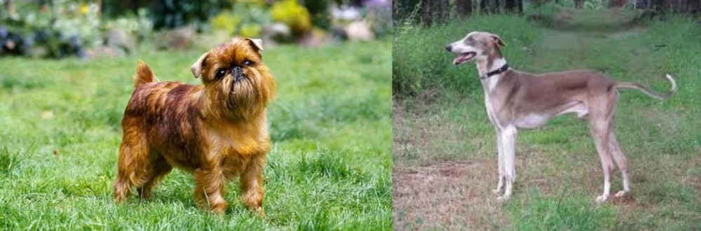 Mudhol Hound vs Brussels Griffon - Breed Comparison