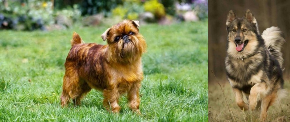 Native American Indian Dog vs Brussels Griffon - Breed Comparison