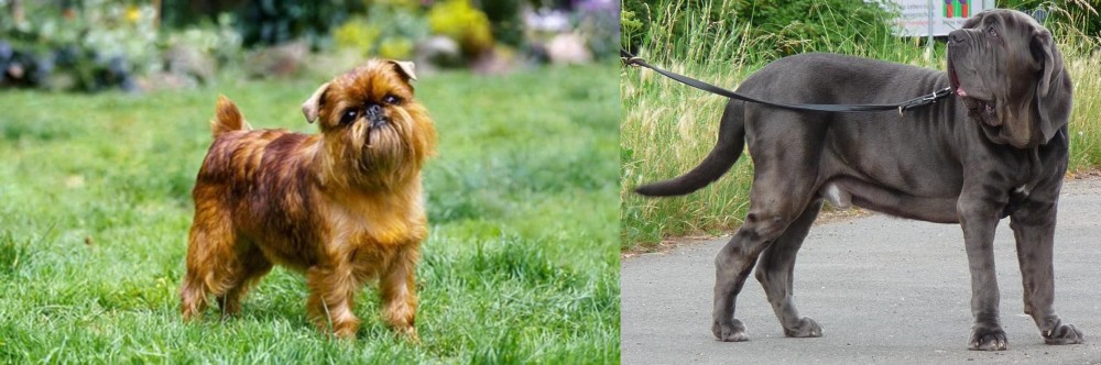 Neapolitan Mastiff vs Brussels Griffon - Breed Comparison