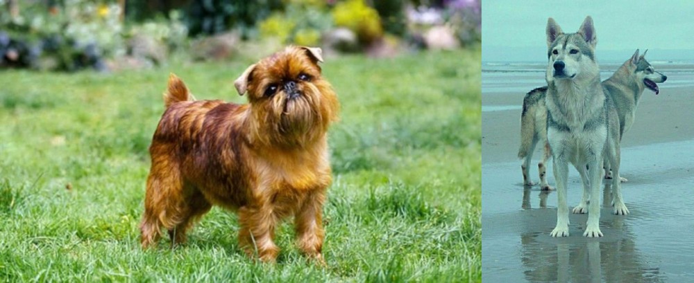 Northern Inuit Dog vs Brussels Griffon - Breed Comparison