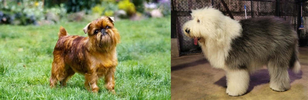 Old English Sheepdog vs Brussels Griffon - Breed Comparison