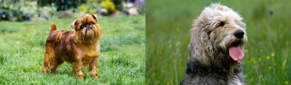 Otterhound vs Brussels Griffon - Breed Comparison