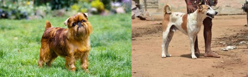 Pandikona vs Brussels Griffon - Breed Comparison