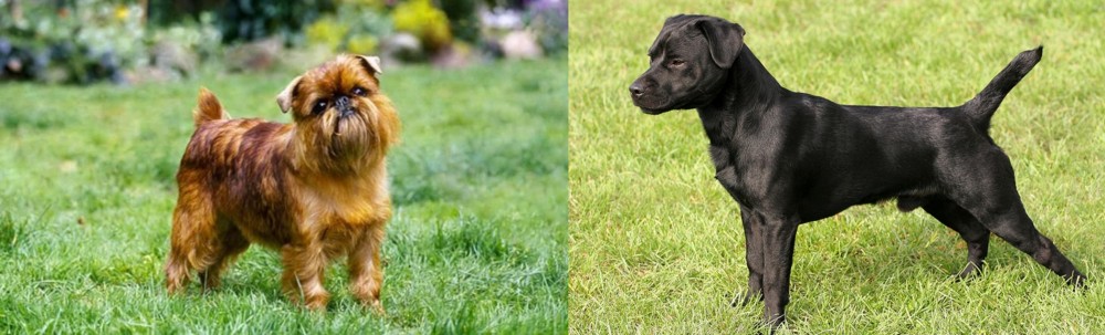 Patterdale Terrier vs Brussels Griffon - Breed Comparison