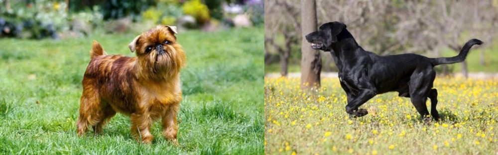 Perro de Pastor Mallorquin vs Brussels Griffon - Breed Comparison