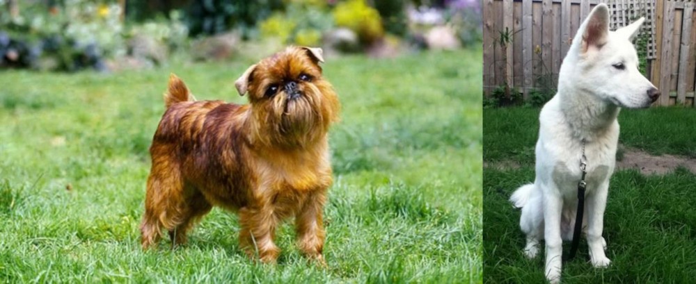 Phung San vs Brussels Griffon - Breed Comparison