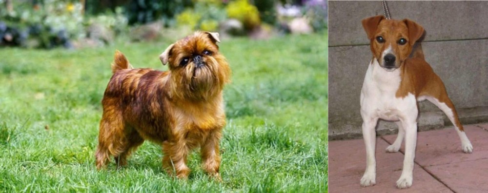 Plummer Terrier vs Brussels Griffon - Breed Comparison