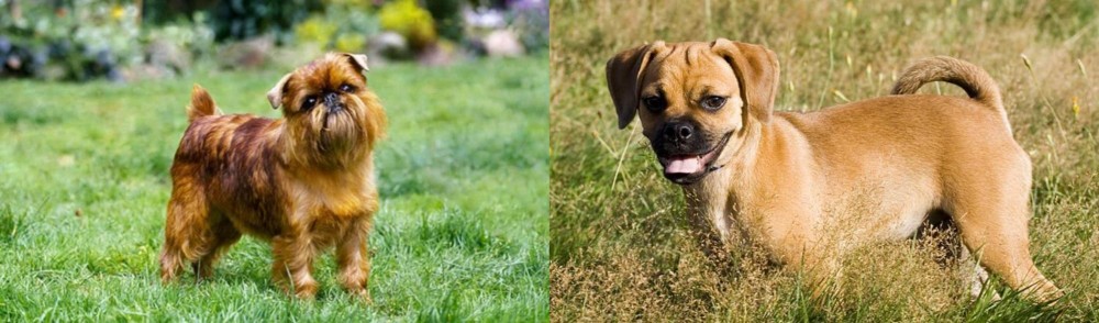 Puggle vs Brussels Griffon - Breed Comparison