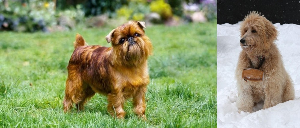 Pyredoodle vs Brussels Griffon - Breed Comparison