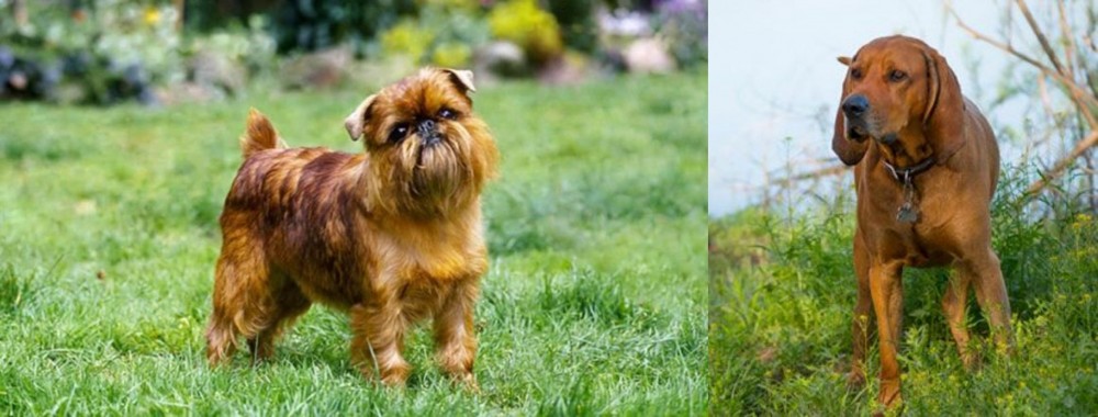 Redbone Coonhound vs Brussels Griffon - Breed Comparison
