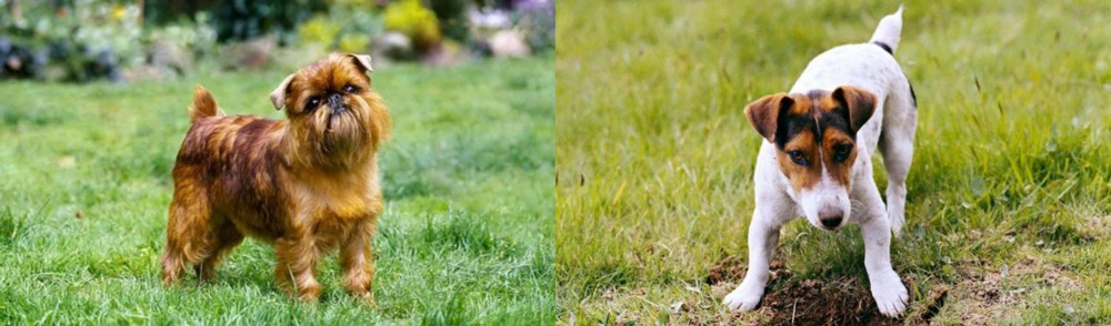 Russell Terrier vs Brussels Griffon - Breed Comparison