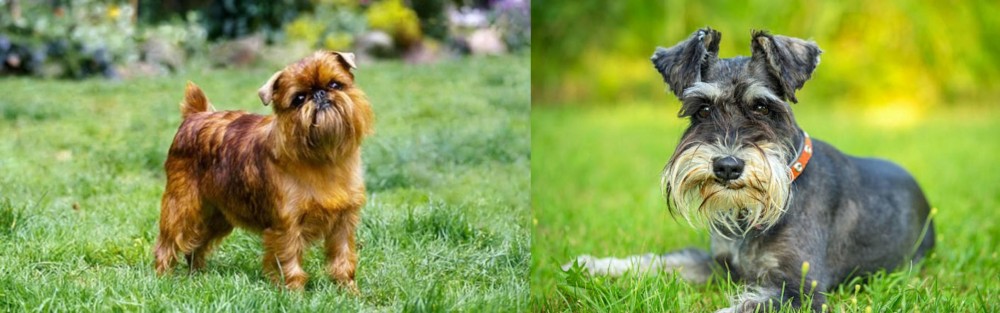 Schnauzer vs Brussels Griffon - Breed Comparison