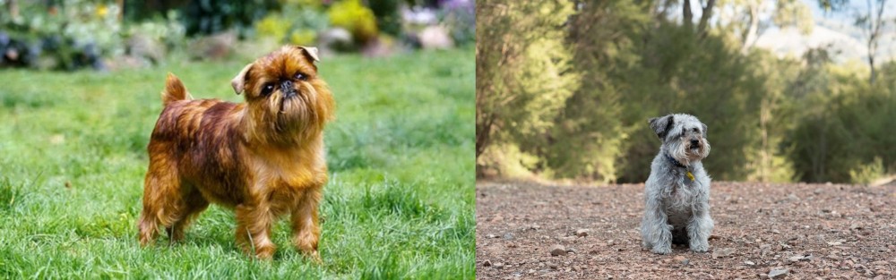 Schnoodle vs Brussels Griffon - Breed Comparison