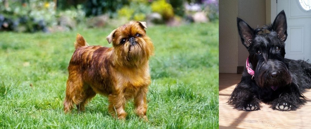 Scottish Terrier vs Brussels Griffon - Breed Comparison