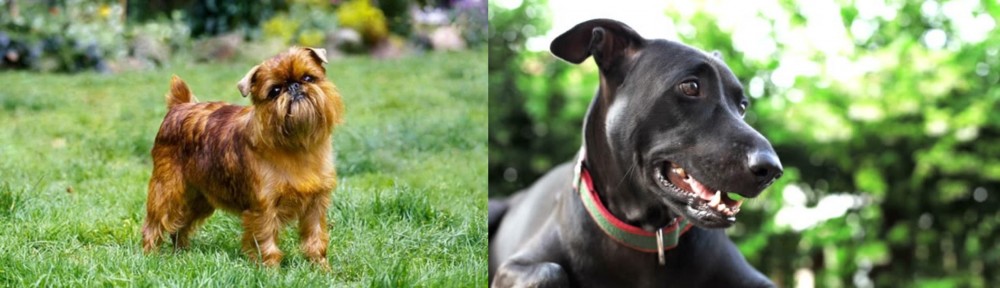 Shepard Labrador vs Brussels Griffon - Breed Comparison