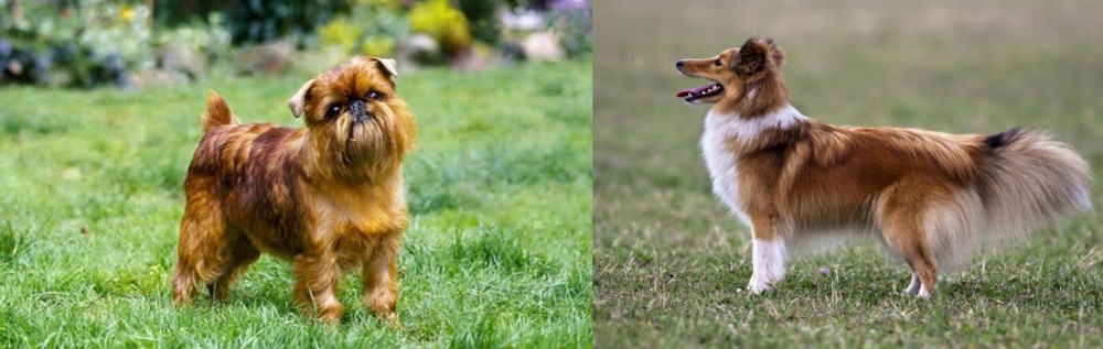 Shetland Sheepdog vs Brussels Griffon - Breed Comparison