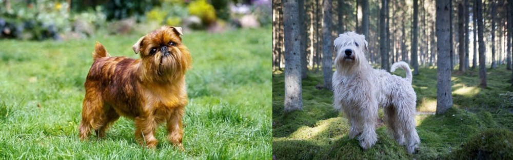 Soft-Coated Wheaten Terrier vs Brussels Griffon - Breed Comparison