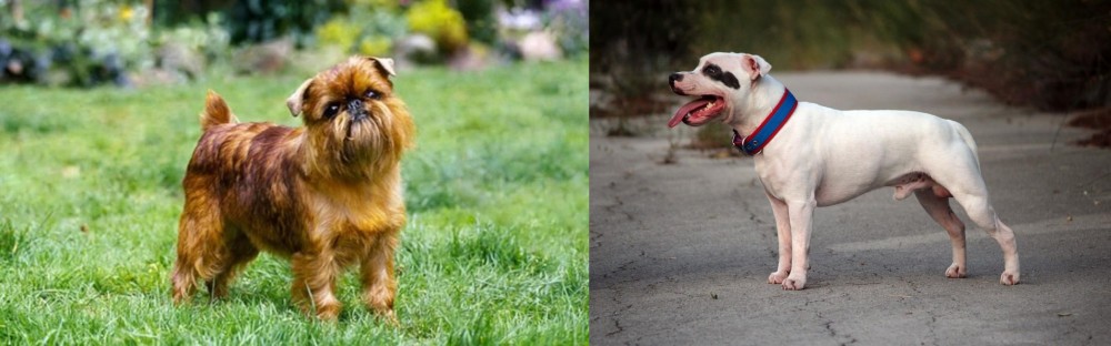 Staffordshire Bull Terrier vs Brussels Griffon - Breed Comparison