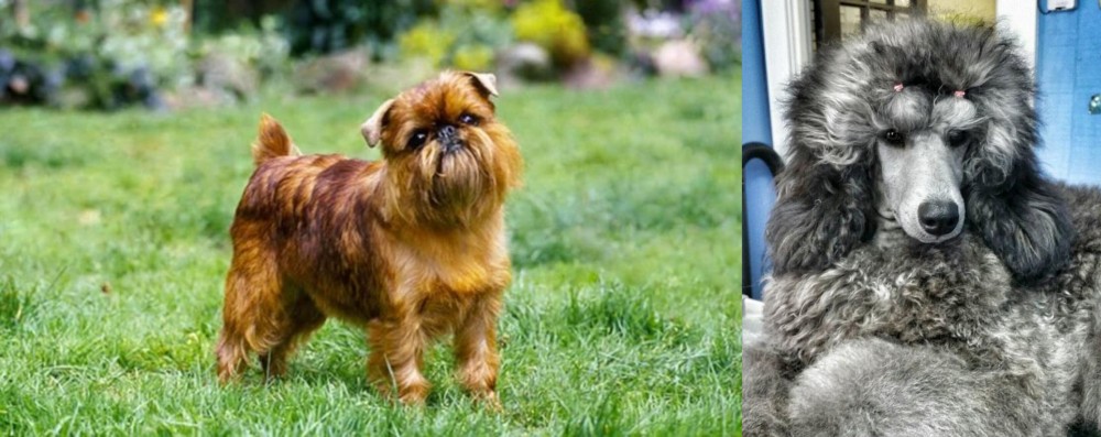 Standard Poodle vs Brussels Griffon - Breed Comparison