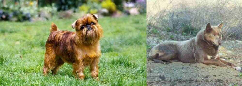 Tahltan Bear Dog vs Brussels Griffon - Breed Comparison