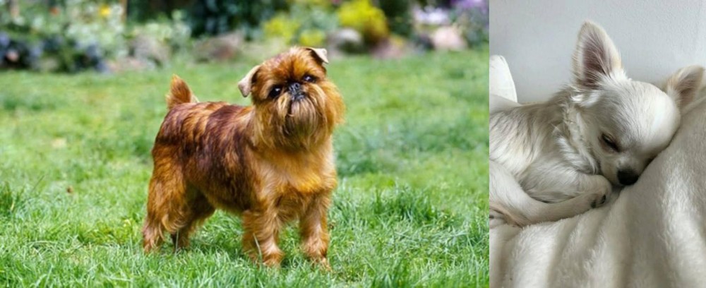 Tea Cup Chihuahua vs Brussels Griffon - Breed Comparison