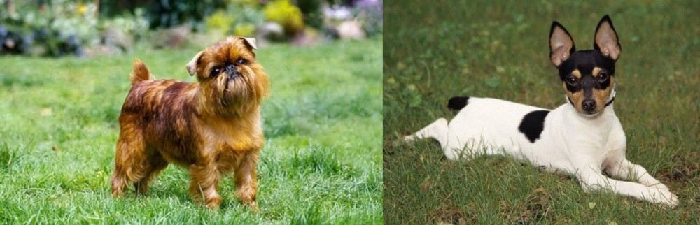 Toy Fox Terrier vs Brussels Griffon - Breed Comparison