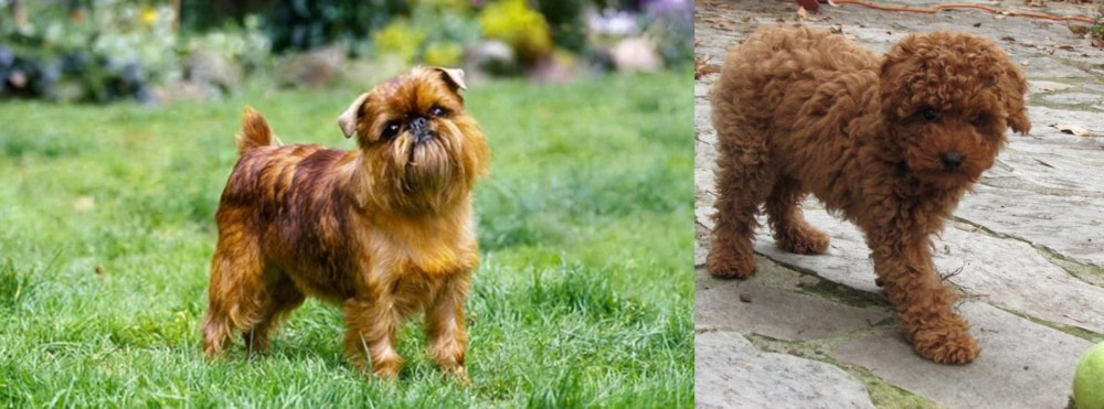 Toy Poodle vs Brussels Griffon - Breed Comparison