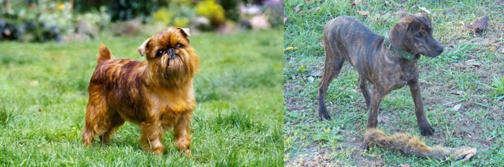 Treeing Cur vs Brussels Griffon - Breed Comparison