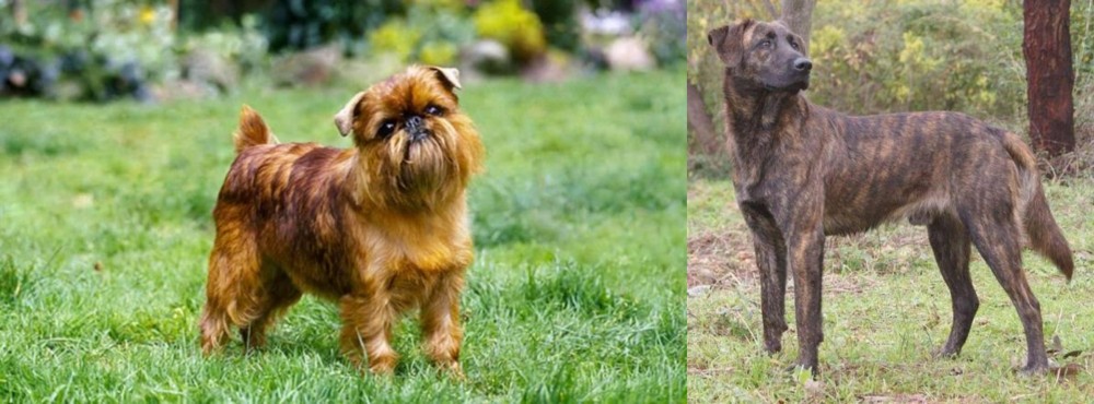 Treeing Tennessee Brindle vs Brussels Griffon - Breed Comparison