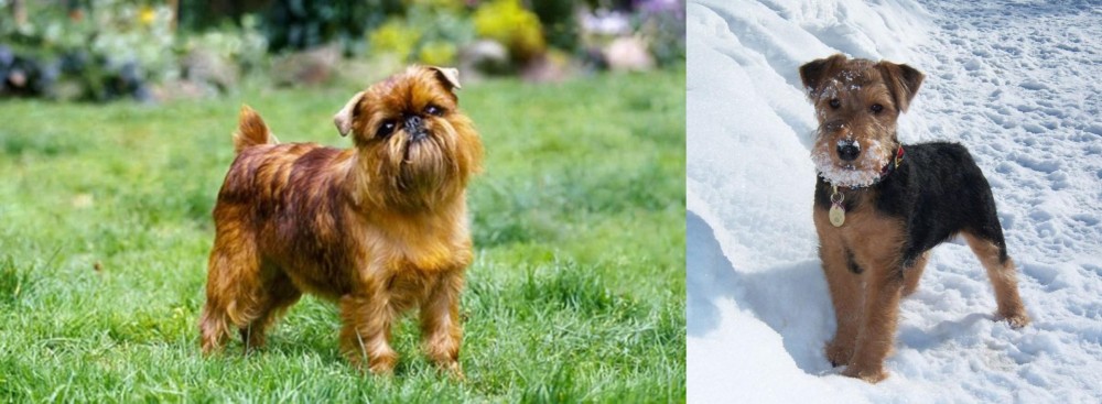 Welsh Terrier vs Brussels Griffon - Breed Comparison