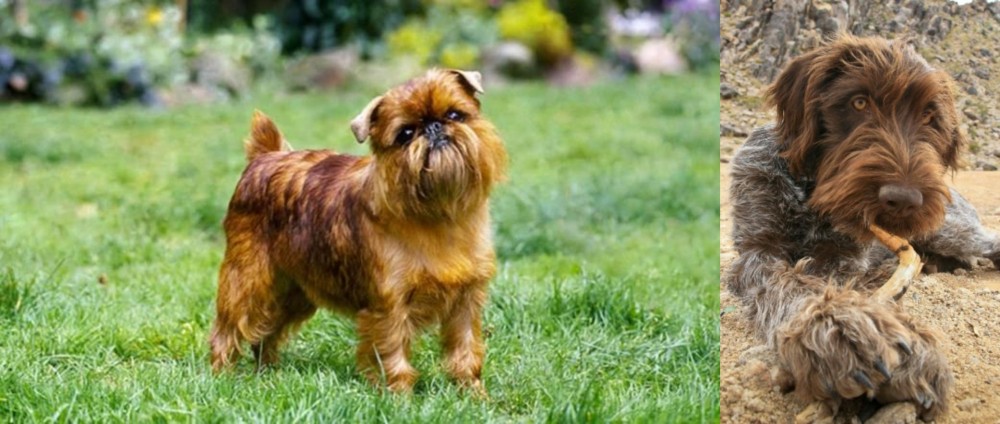 Wirehaired Pointing Griffon vs Brussels Griffon - Breed Comparison