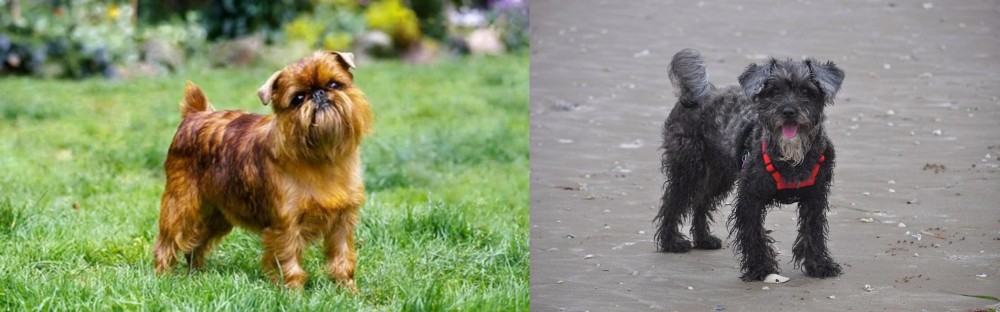 YorkiePoo vs Brussels Griffon - Breed Comparison