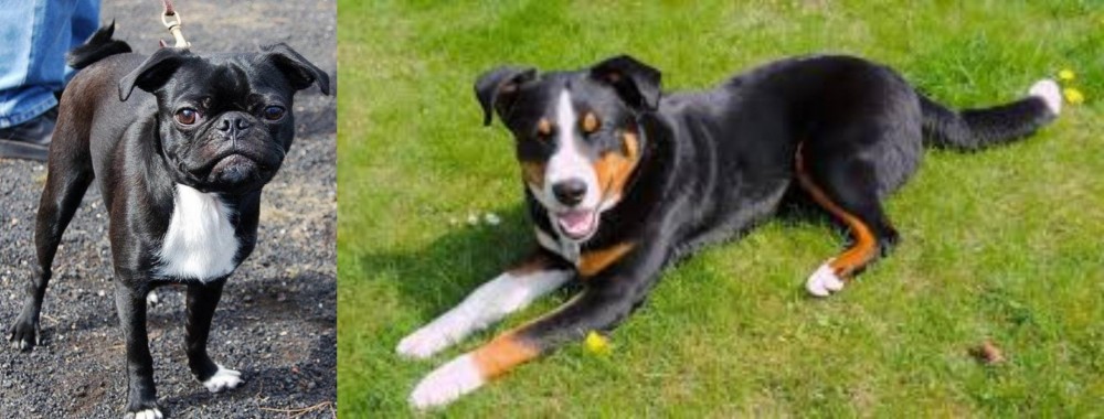 Appenzell Mountain Dog vs Bugg - Breed Comparison