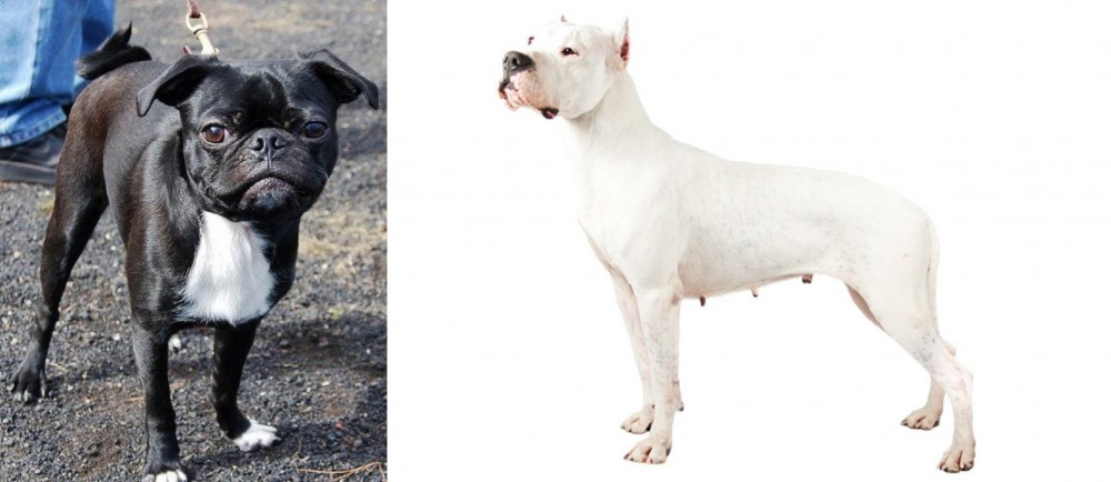 Argentine Dogo vs Bugg - Breed Comparison