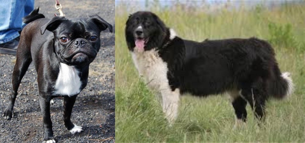 Bulgarian Shepherd vs Bugg - Breed Comparison