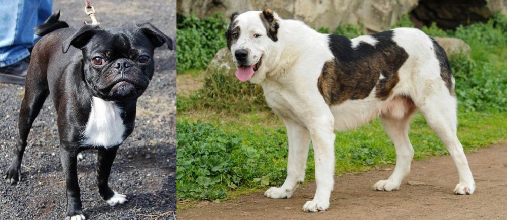 Central Asian Shepherd vs Bugg - Breed Comparison