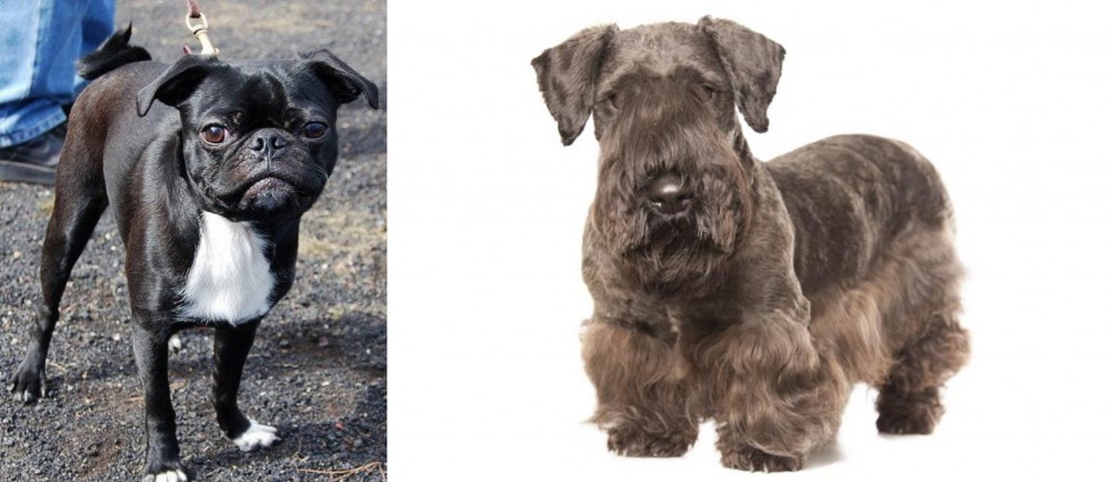 Cesky Terrier vs Bugg - Breed Comparison