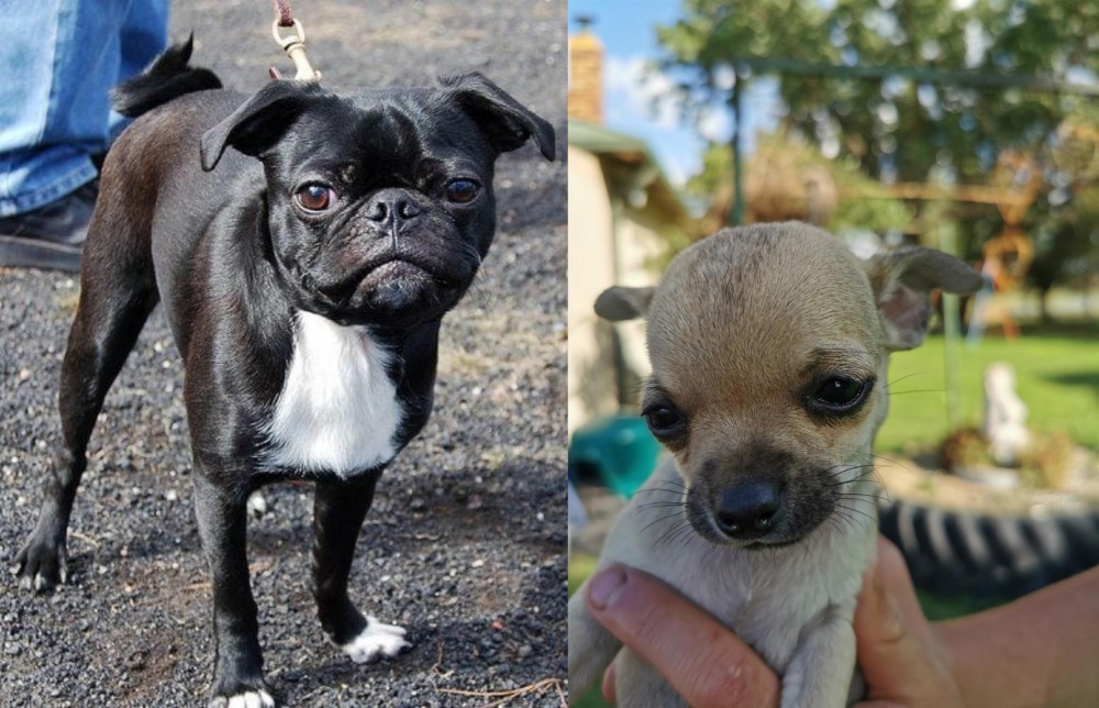 Chihuahua vs Bugg - Breed Comparison