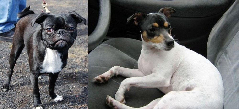 Chilean Fox Terrier vs Bugg - Breed Comparison