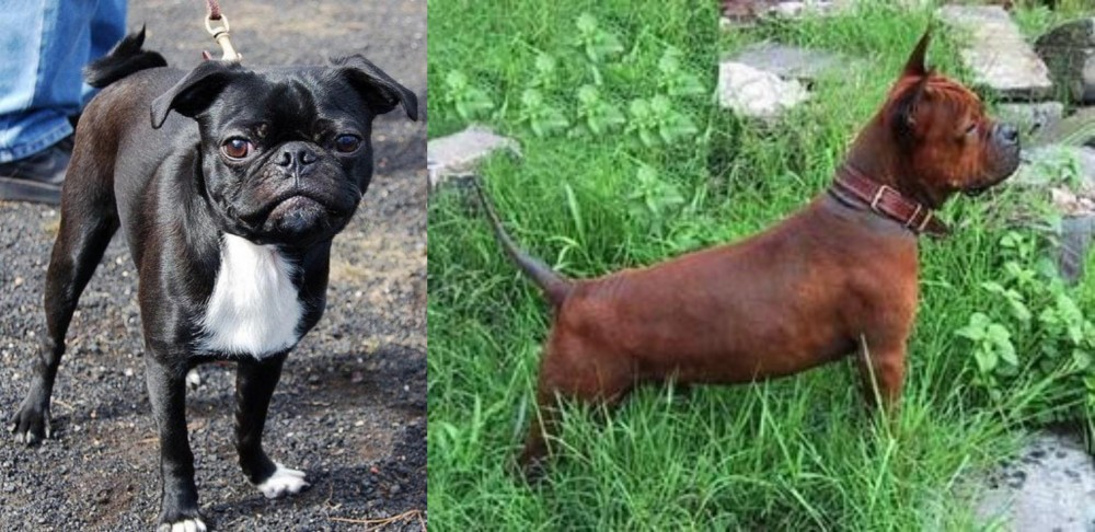 Chinese Chongqing Dog vs Bugg - Breed Comparison