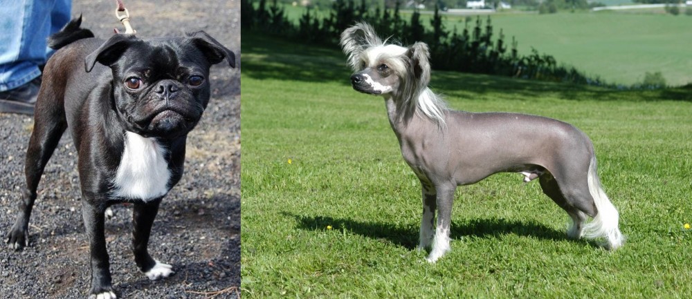 Chinese Crested Dog vs Bugg - Breed Comparison