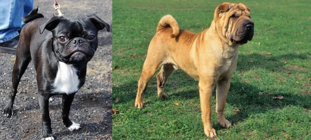 Chinese Shar Pei vs Bugg - Breed Comparison