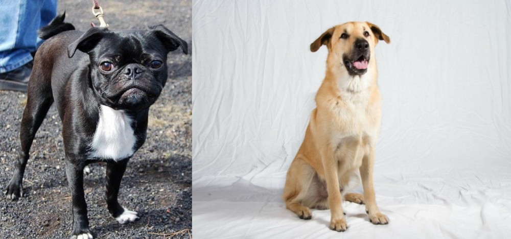 Chinook vs Bugg - Breed Comparison