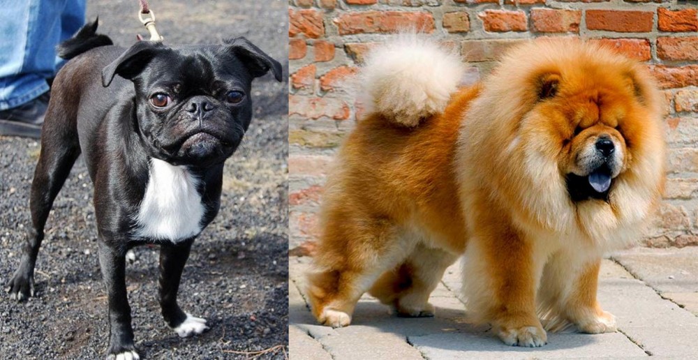 Chow Chow vs Bugg - Breed Comparison