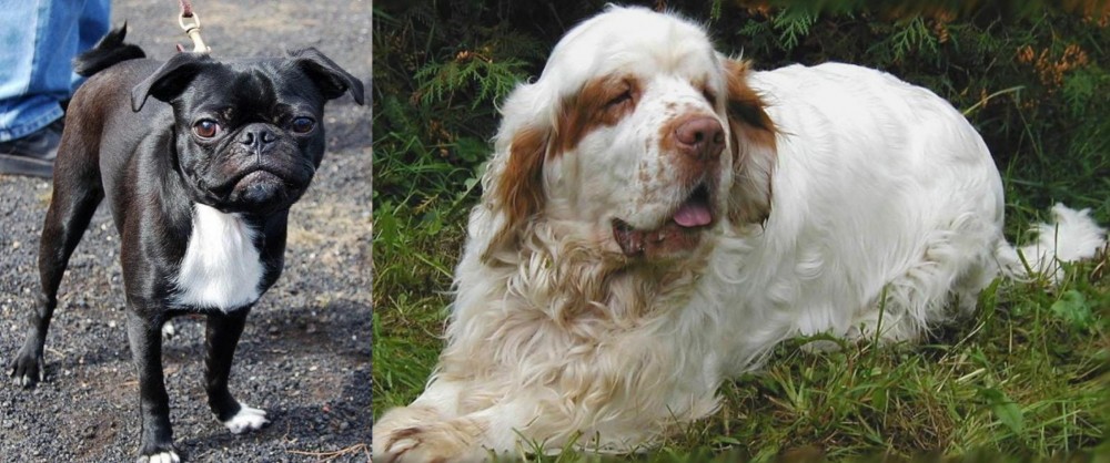 Clumber Spaniel vs Bugg - Breed Comparison